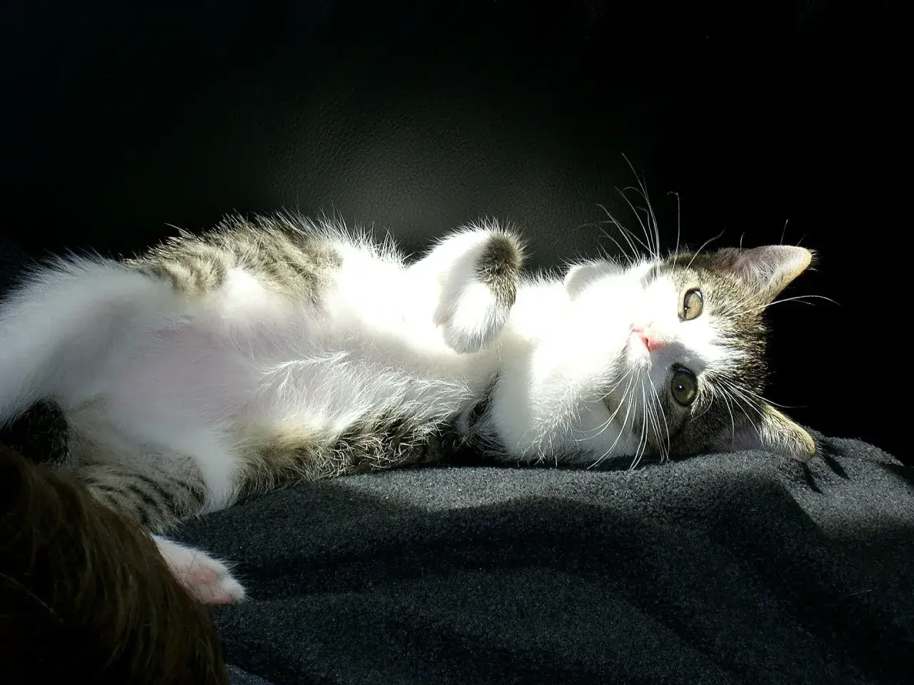 Co zrobić gdy kotka ma ruję - skuteczne sposoby na złagodzenie objawów