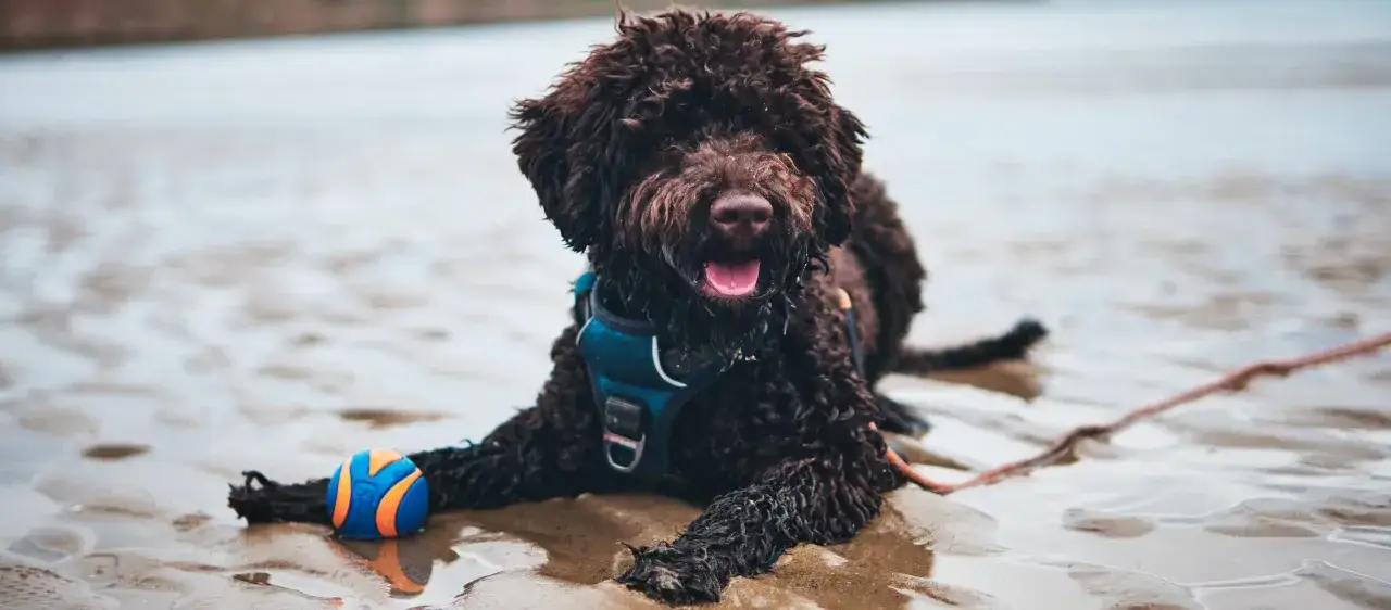 Lagotto Romagnolo sierść czy włos - poznaj prawdę o ich futrze
