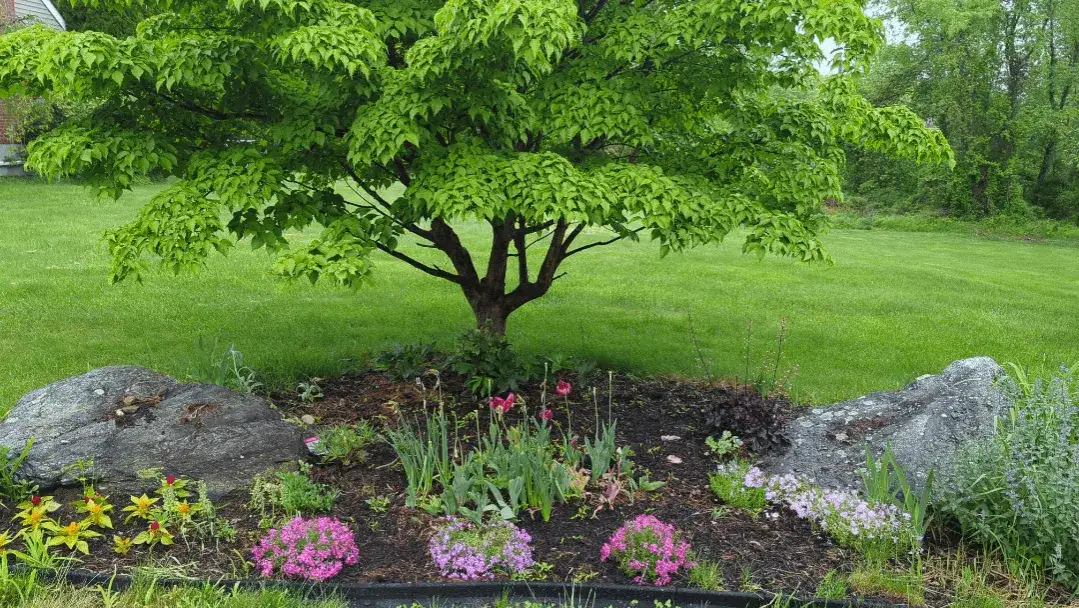 Co posadzić obok derenia, aby stworzyć piękny ogród?