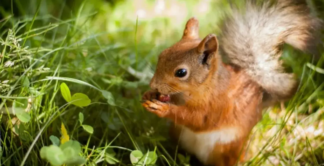 Czym żywi się wiewiórka? Odkryj zaskakujące fakty o diecie