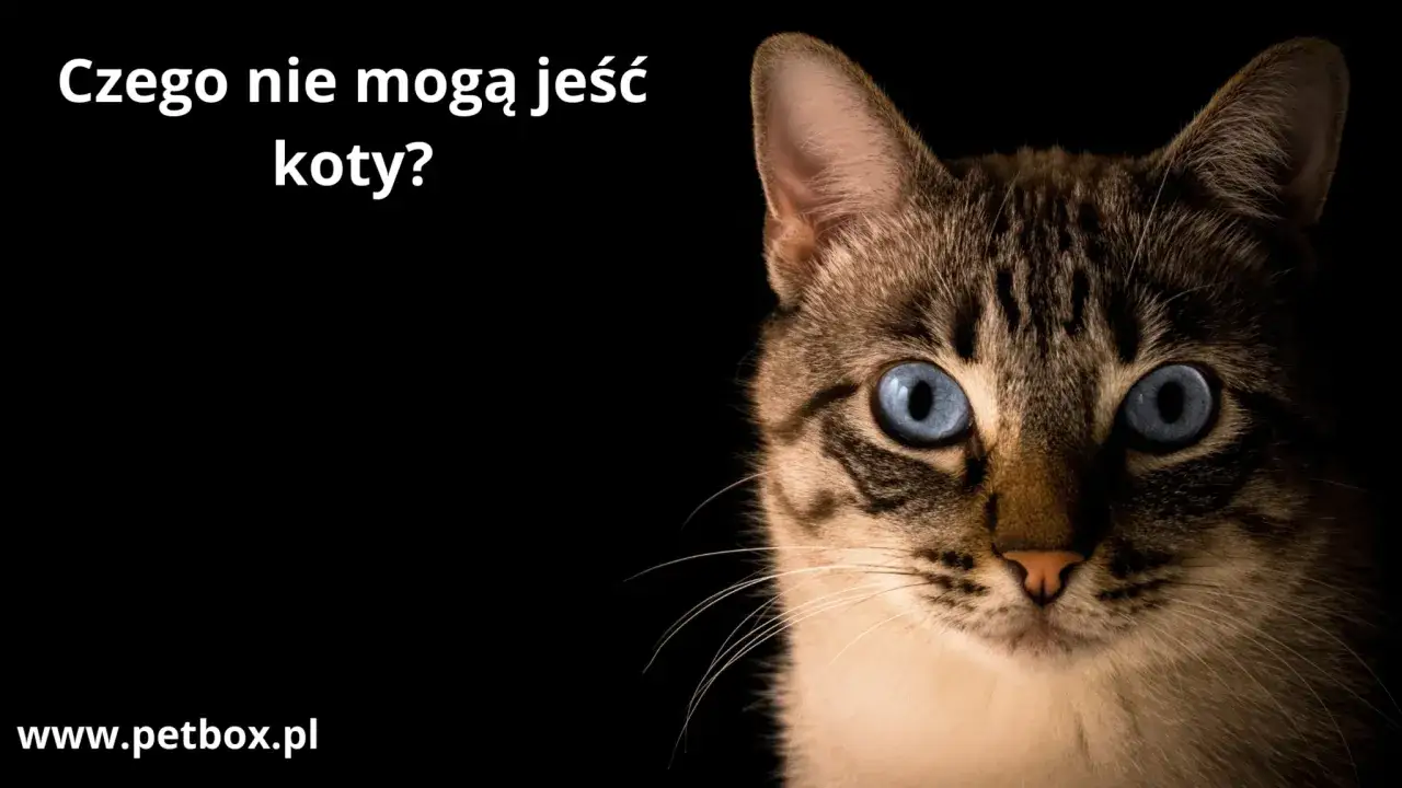 Pistacje dla kota? Zdecydowanie nie! Oto 4 powody, by ich unikać