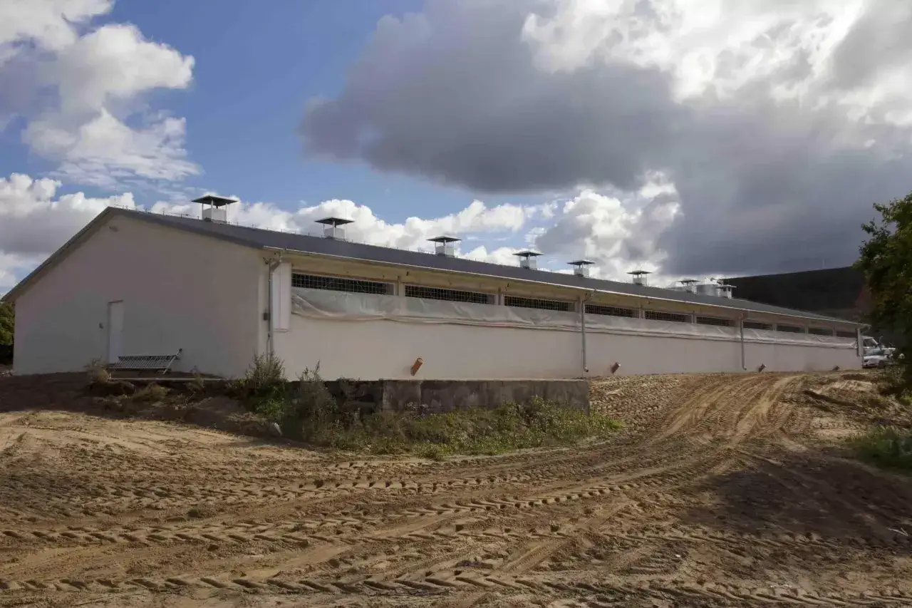 Ile kosztuje budowa chlewni? Poznaj szczegółowy kosztorys