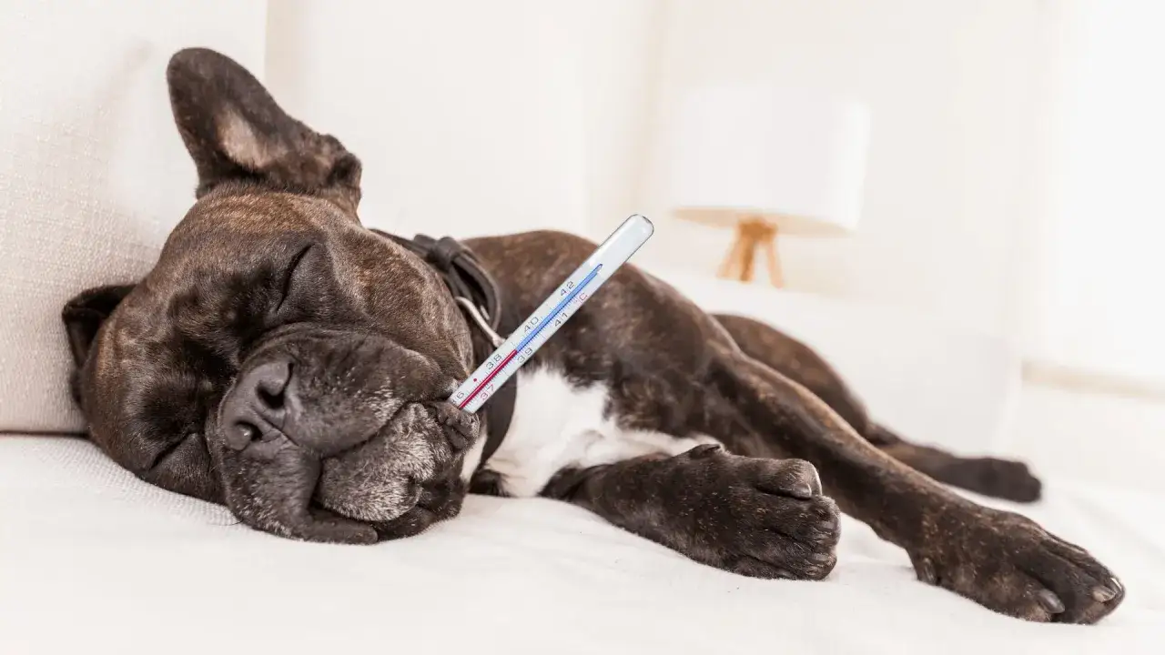 Pyralgina dla psa ile razy dziennie? Bezpieczne dawkowanie i ryzyko