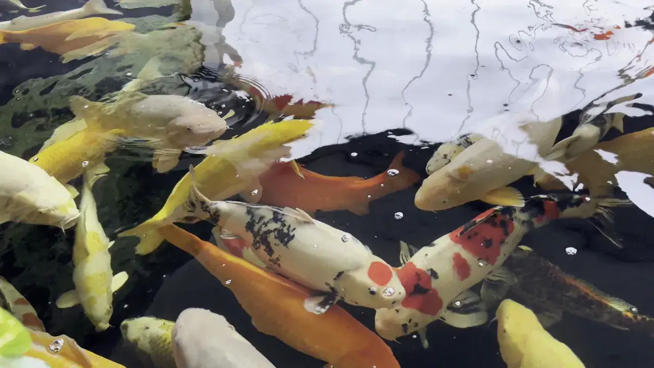 Co symbolizują rybki koi? Odkryj ich głębokie znaczenie!