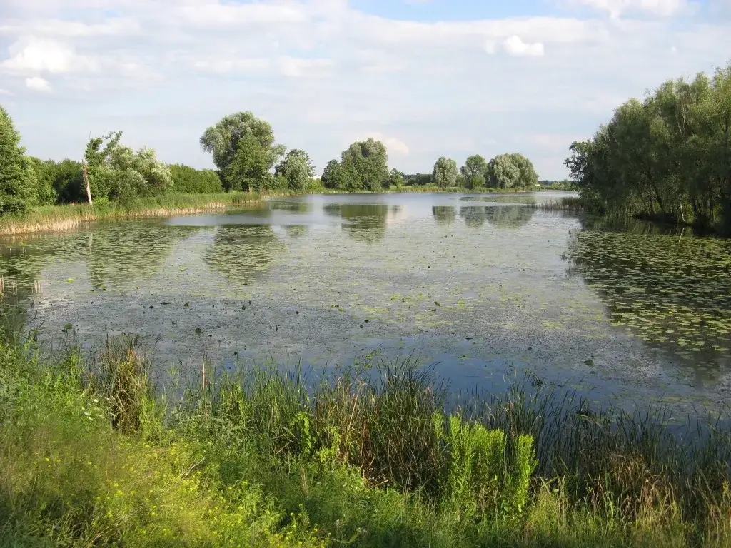 Jezioro Powsinkowskie - ukryty skarb Warszawy z bogatą przyrodą