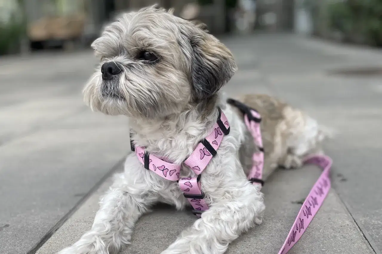 Jakie szelki dla psa wybrać, by zapewnić mu komfort i bezpieczeństwo