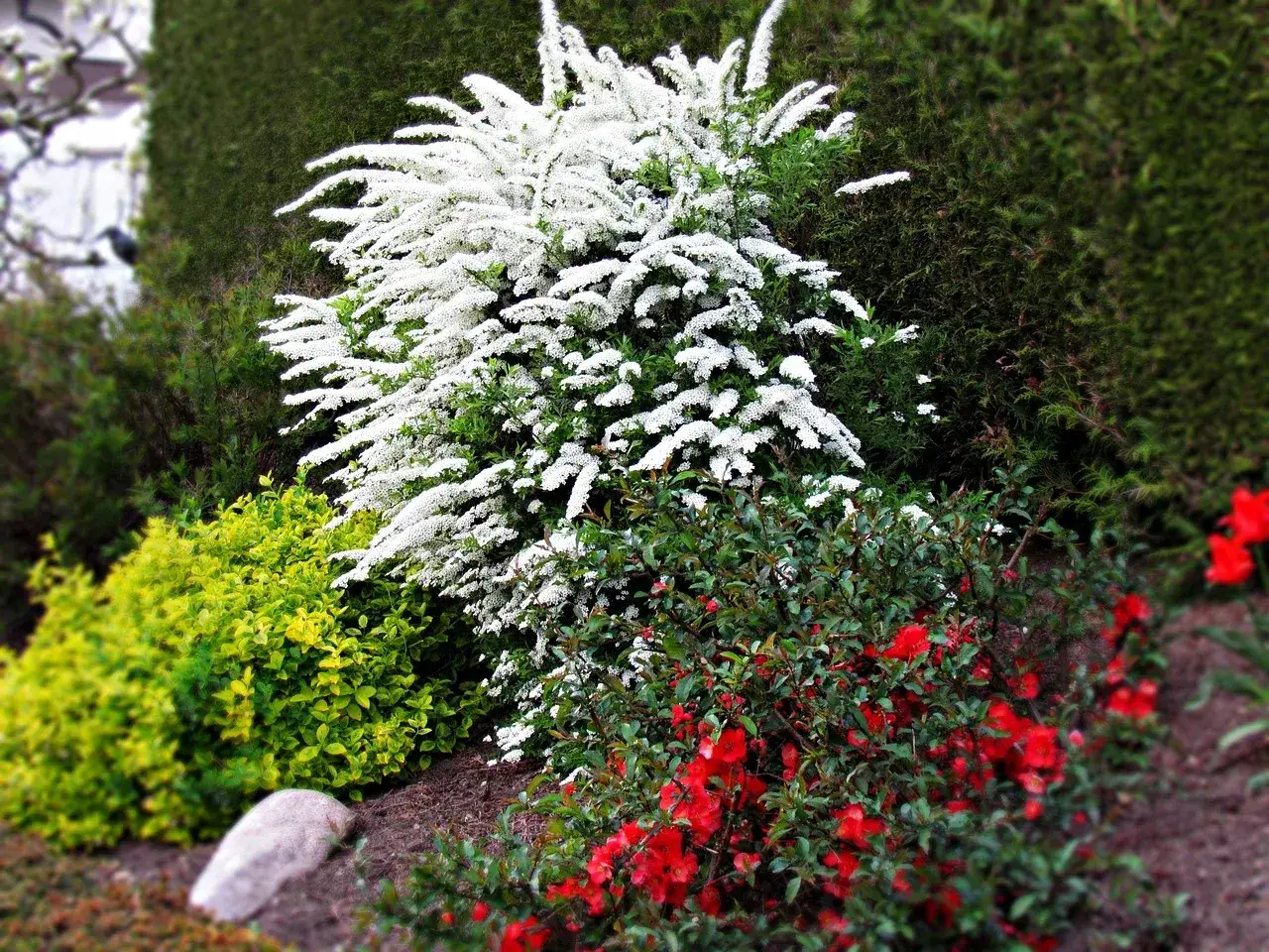 Twój ogród kryje truciznę? Rozpoznaj trujące chwasty o białych kwiatach