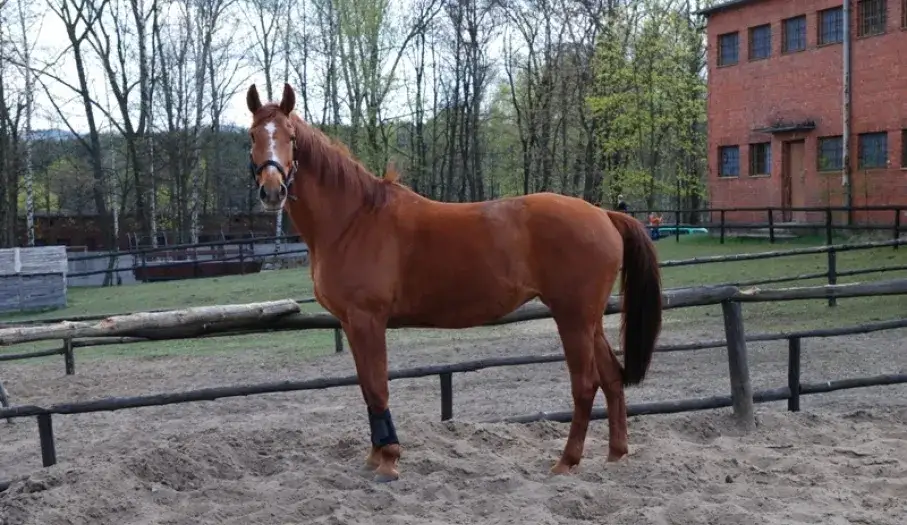 Najlepsze stadniny koni w Kielcach: Nauka jazdy i obozy jeździeckie