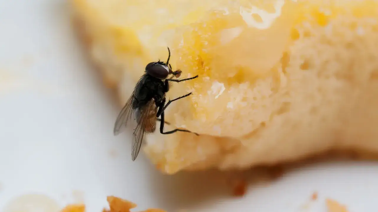 Muchy lubią słodkie rzeczy. Ta mucha odkryła, co jedzą muchy – kawałek ciasta z kremem.