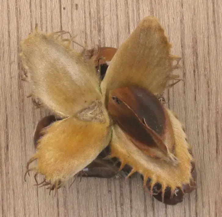 Czym się żywi buk? Odkryj sekrety diety buka zwyczajnego