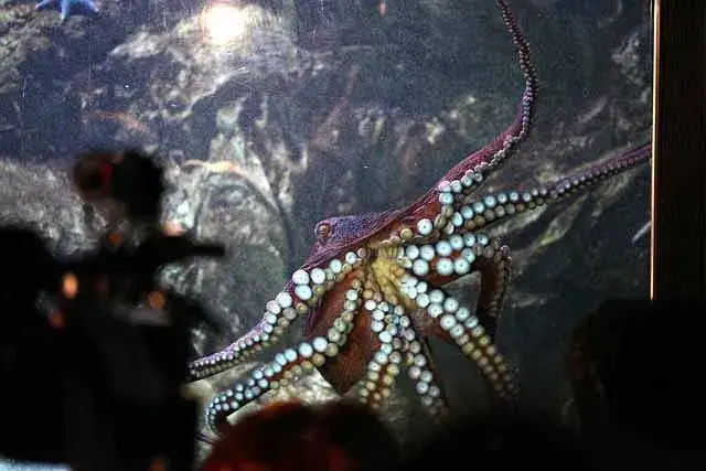 Największe oceanaria w Polsce - odkryj ich unikalne atrakcje