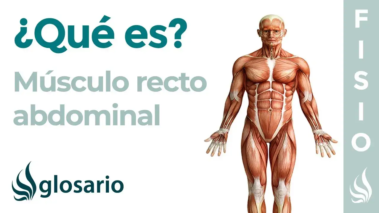 Todo sobre el músculo recto del abdomen: anatomía, funciones y ejercicios
