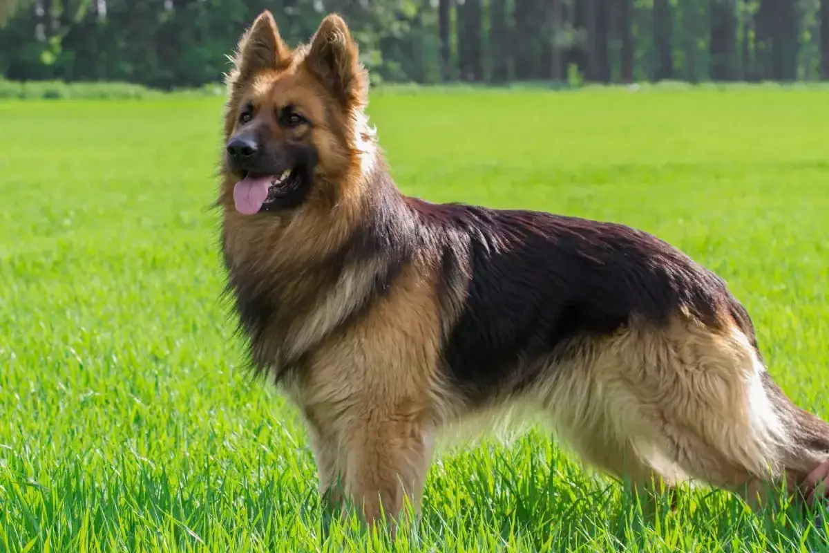 Jakie są owczarki niemieckie? Cechy, pielęgnacja i zdrowie tych psów
