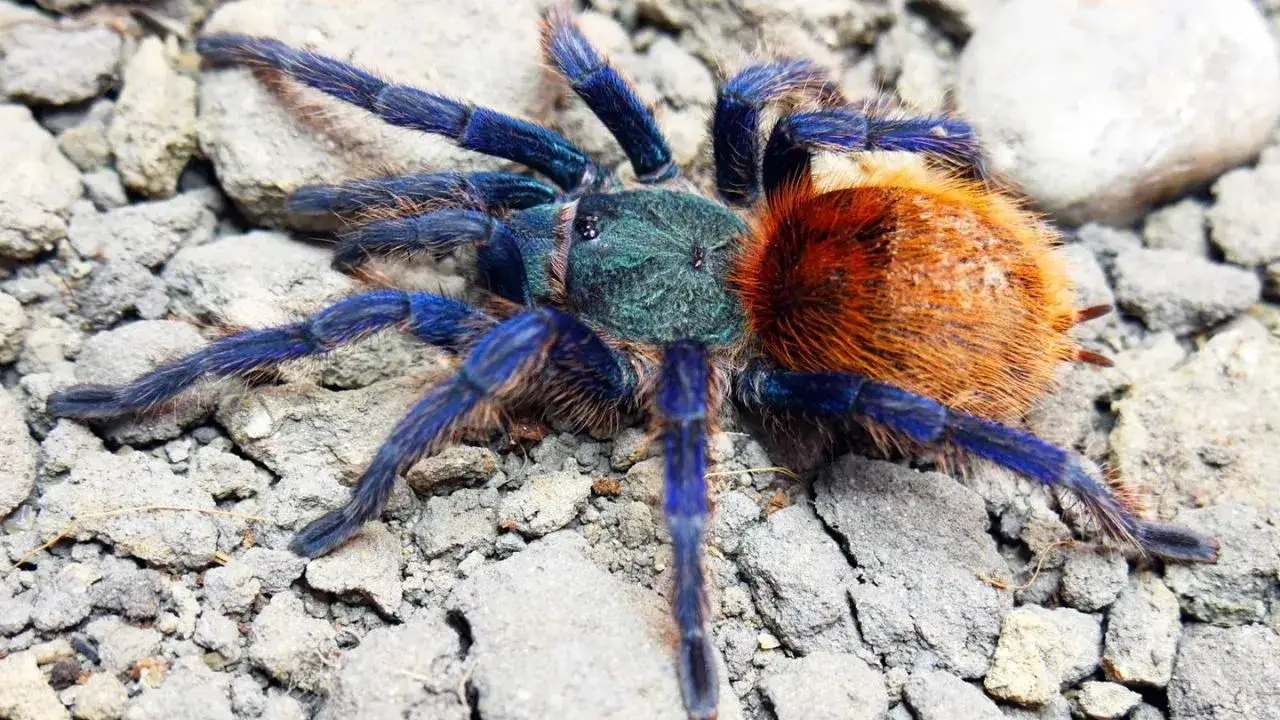 Jaki pająk na początek? Wybierz bezpiecznego towarzysza hodowli