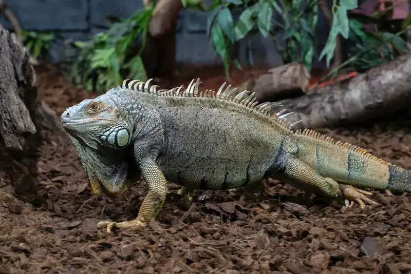 Jak zmniejszyć wilgotność w terrarium i uratować rośliny oraz zwierzęta