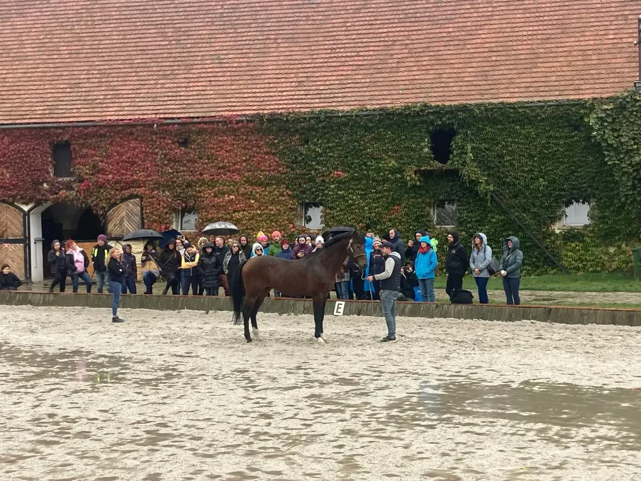 Pokaz konia i ludzi na ujeżdżalni przed budynkiem pokrytym bluszczem.