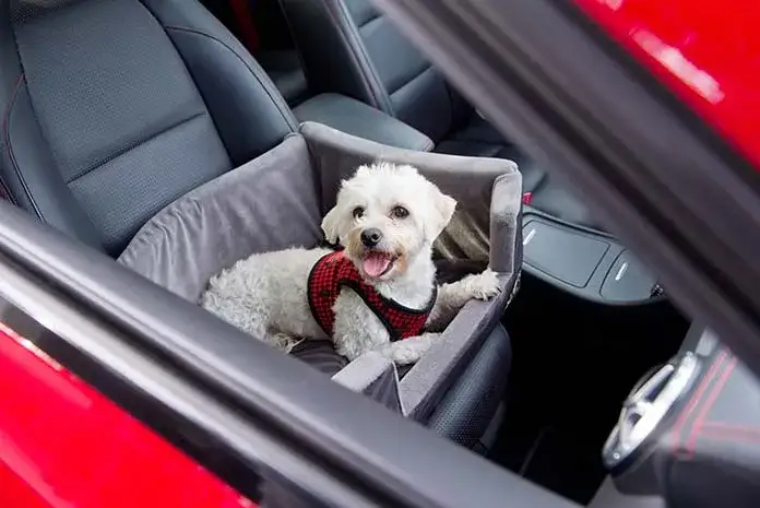Szczeniak w aucie? Zadbaj o bezpieczną i spokojną podróż!