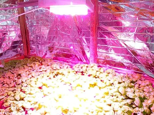 Jak zrobić panel LED do uprawy roślin - proste kroki i porady