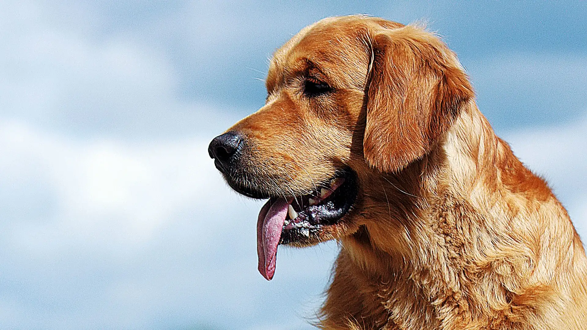 Uśmiechnięty golden retriever z językiem na wierzchu. Czy golden retriever może mieszkać w bloku? Tak, jeśli zapewni mu się odpowiednią dawkę ruchu i uwagi.