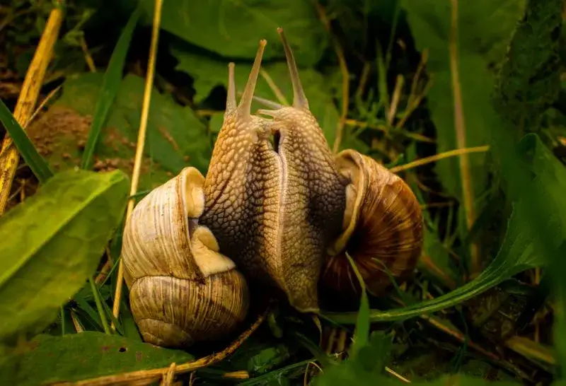 Jak rozmnażają się ślimaki ogrodowe - zaskakujące etapy i tajemnice