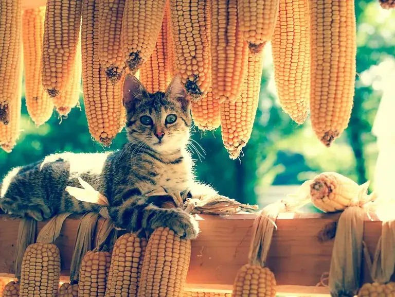Czy koty mogą jeść kukurydzę? Sprawdź, co musisz wiedzieć!