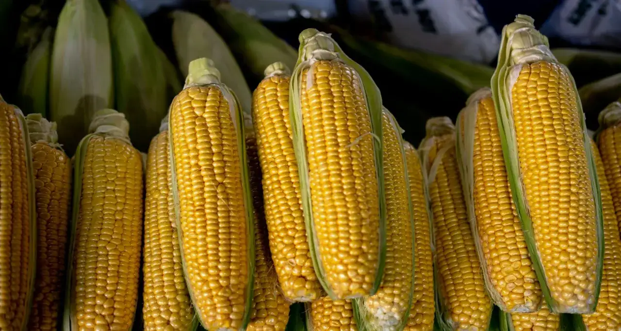 Czy pies może jeść kukurydzę? Sprawdź, co musisz wiedzieć o diecie psa