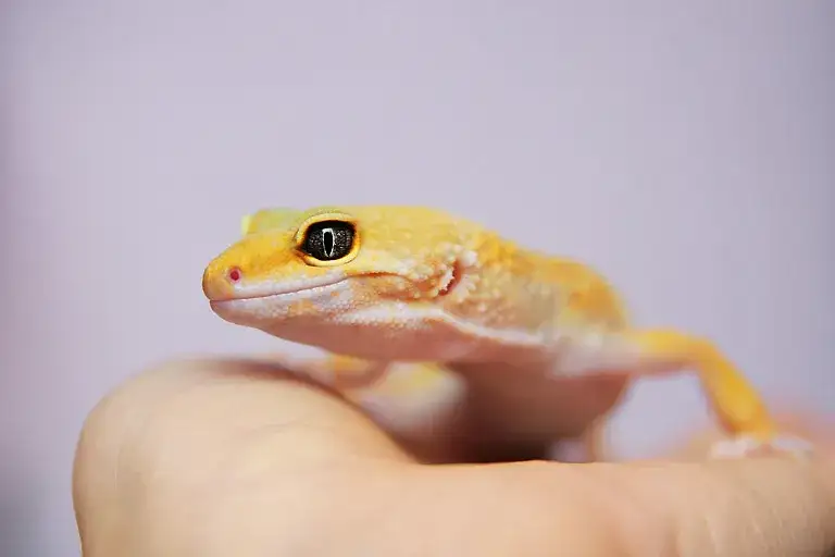 Jaką żarówkę dla gekona lamparciego wybrać, by zapewnić mu zdrowie?