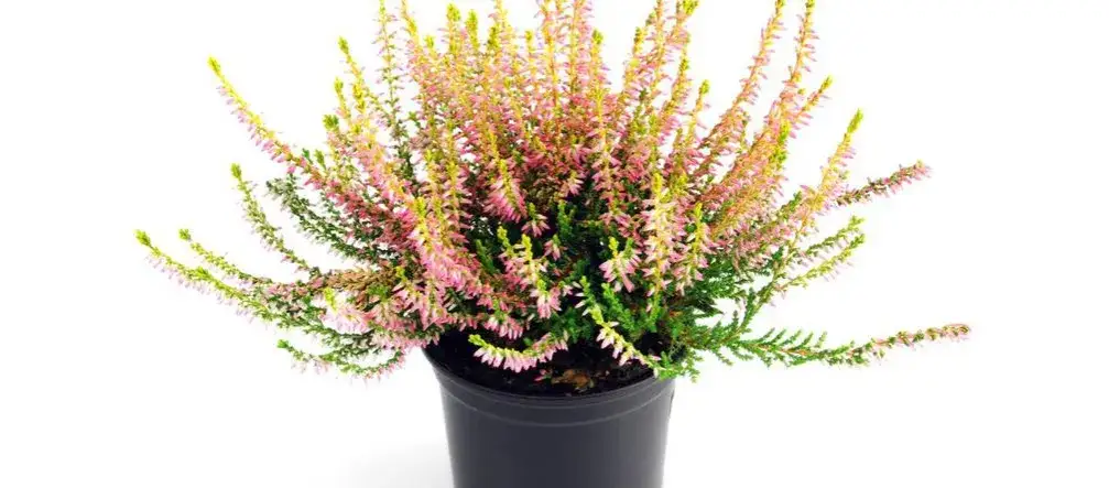 Jak przesadzić wrzos z doniczki, aby uniknąć błędów i zadbać o roślinę