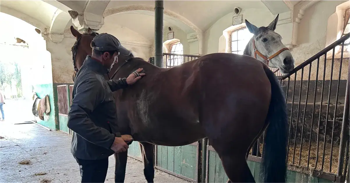 Stadnina koni Racot - historia, osiągnięcia i atrakcje turystyczne