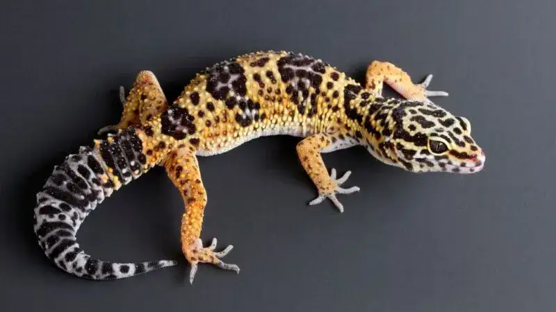 Jak rozpoznać płeć gekona lamparciego i uniknąć błędów w identyfikacji