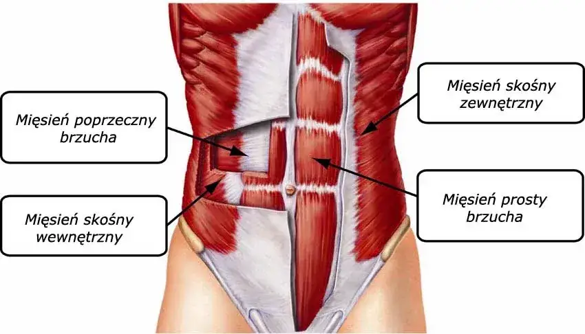 Jakie mięśnie pracują kółko do ćwiczeń brzucha i jakie przynosi efekty?