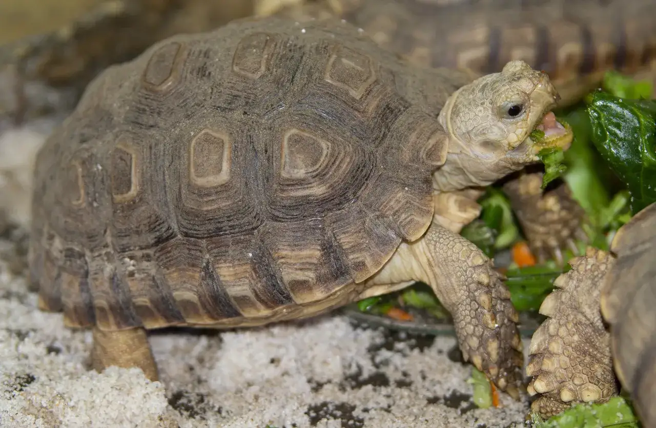 Żółw pustynny ile żyje? Odkryj tajemnice jego długowieczności