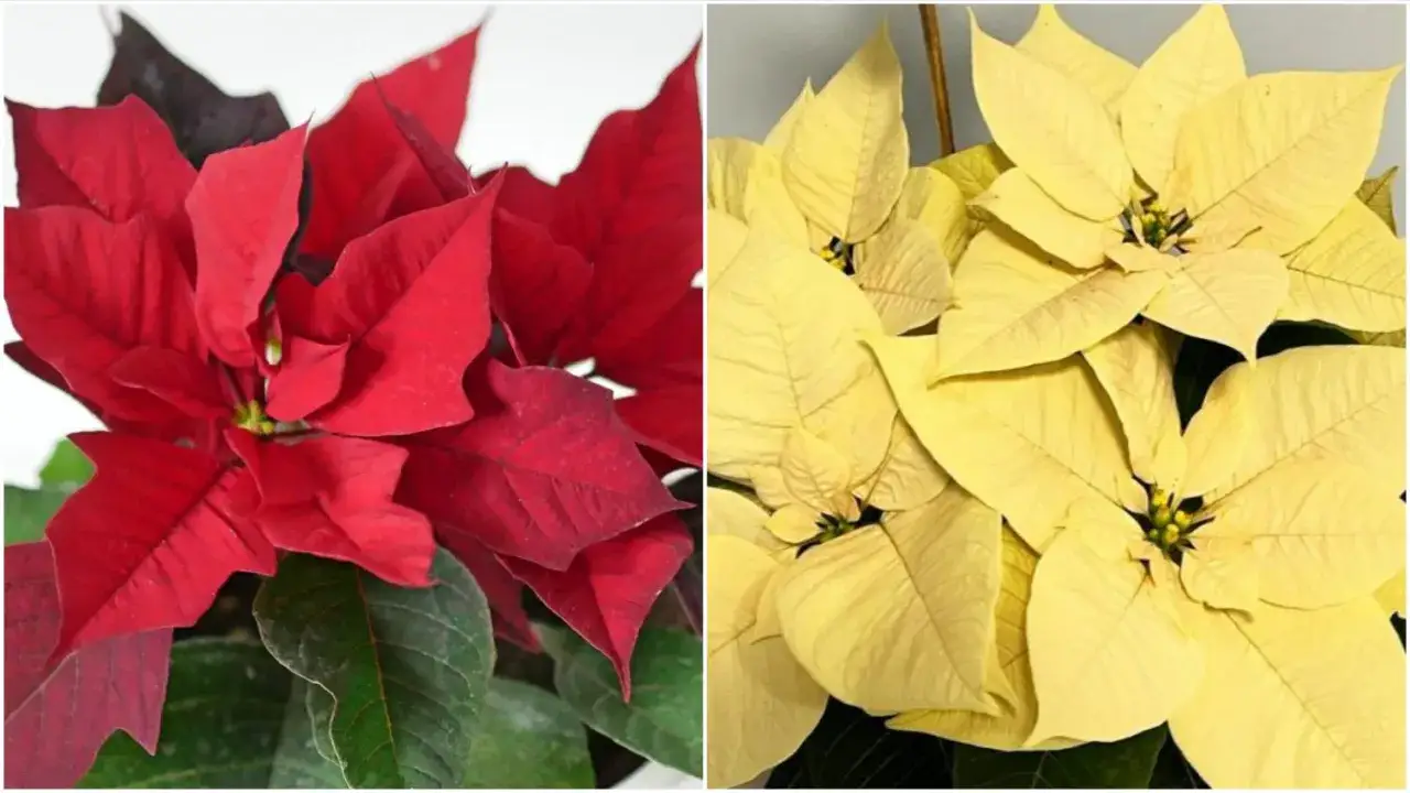 Gwiazda Betlejemska: Toksyczna czy bezpieczna? Fakty i mity