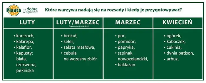 Kiedy siać kapustę na rozsadę? Kalendarz i mocne sadzonki