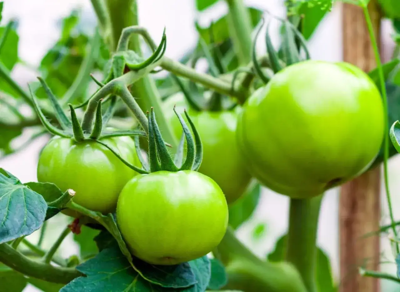 Jak przycinać pomidory? Zwiększ plony i chroń przed chorobami!