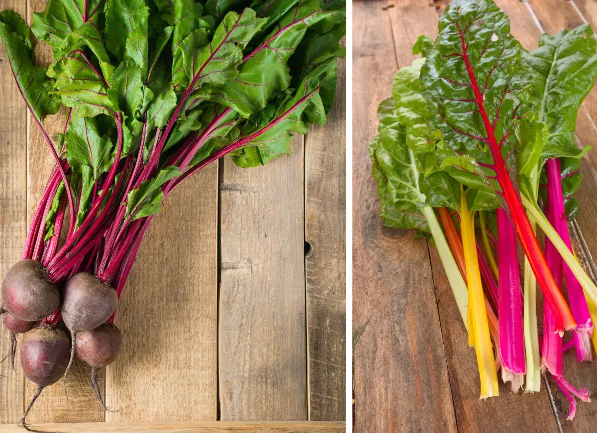 Botwinka, burak, boćwina: Koniec z pomyłkami! Przewodnik