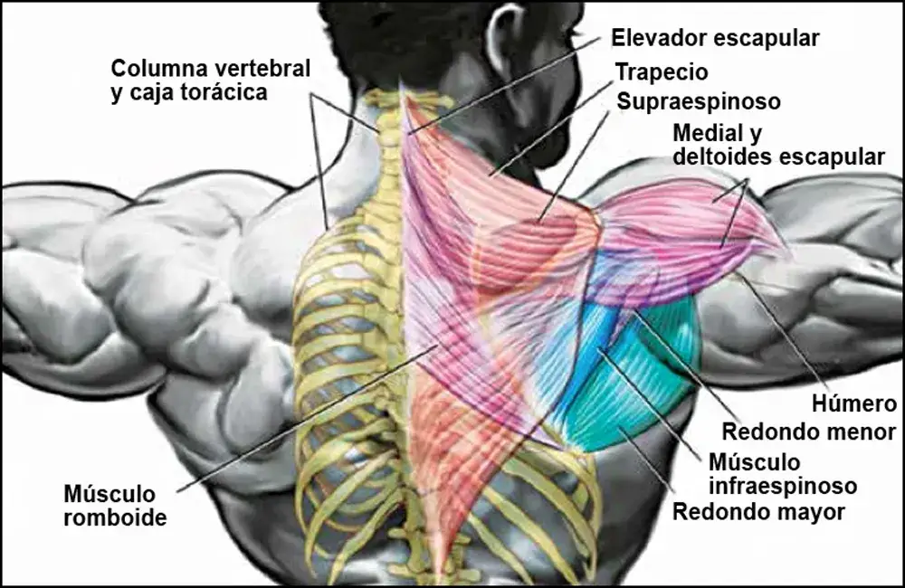 Fortalece tu Espalda Alta: Ejercicios para Aliviar Dolor y Postura