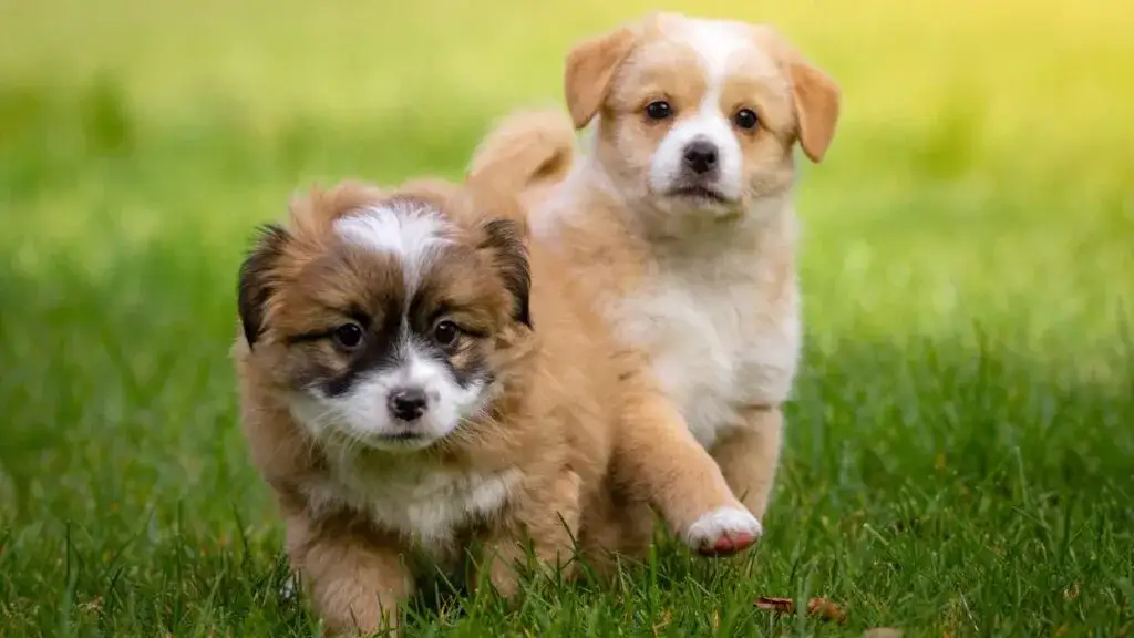 Co ile odrobaczać szczeniaka? Kluczowe informacje o częstotliwości odrobaczania