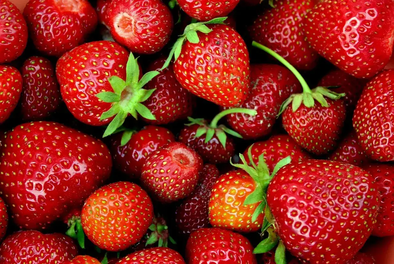 Truskawki dla kota: Bezpieczny przysmak czy ukryte ryzyko?