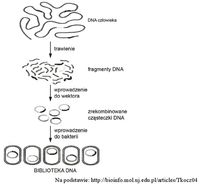 Co to jest wektor w biologii i jak wpływa na inżynierię genetyczną