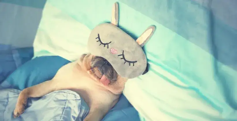 Jak założyć hotel dla psów - kluczowe kroki i wymagania, które musisz znać