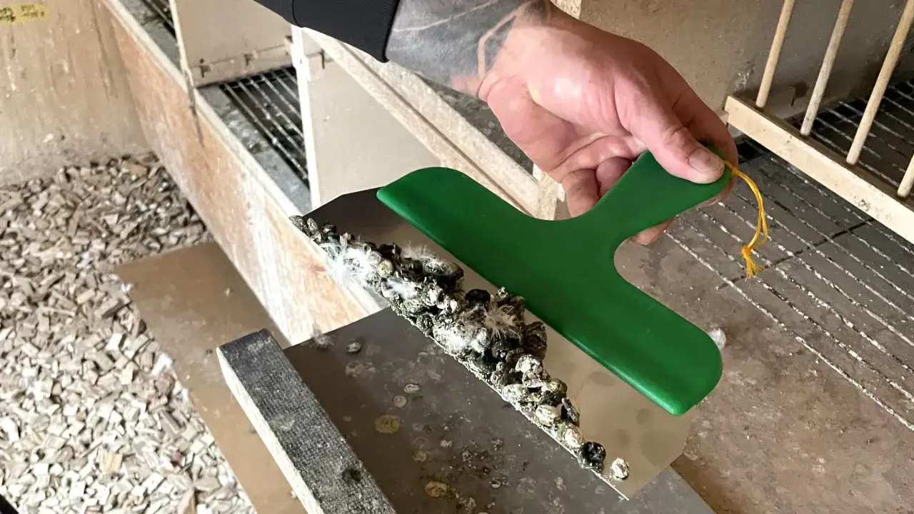 Kiedy odrobaczać gołębie? Klucz do zdrowia i formy stada