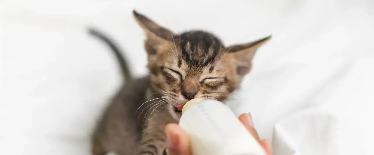 Kiedy kotka przestaje karmić? Kluczowe etapy i odsadzanie kociąt