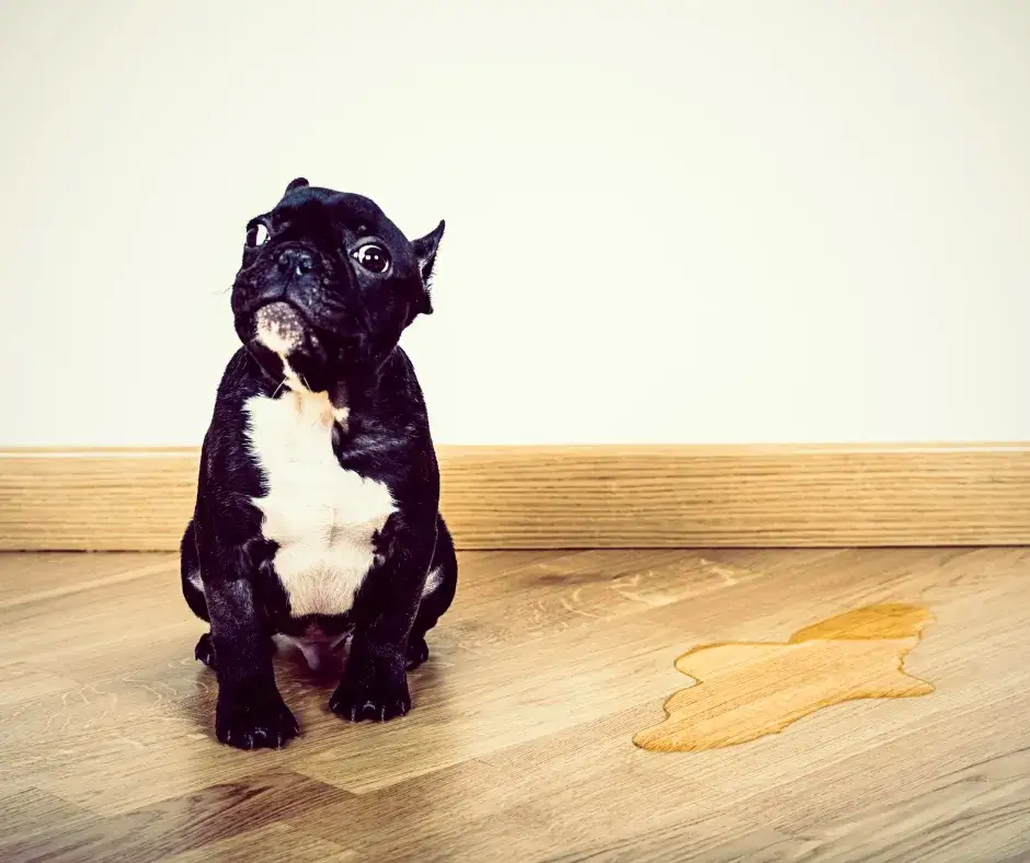 Jak nauczyć szczeniaka sikania na dworze - skuteczne metody i porady