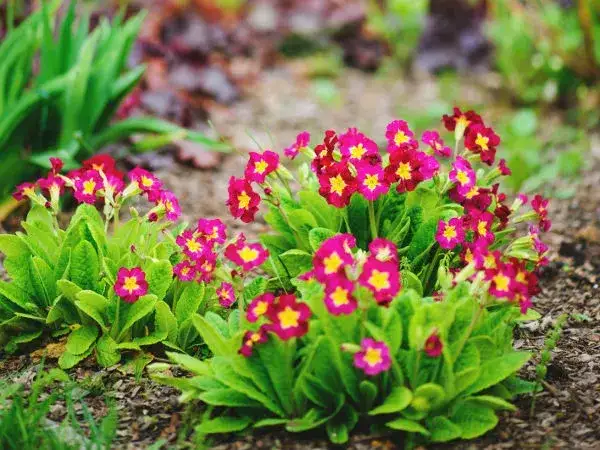 Kiedy sadzić prymulki w ogrodzie? Wiosna i jesień poradnik