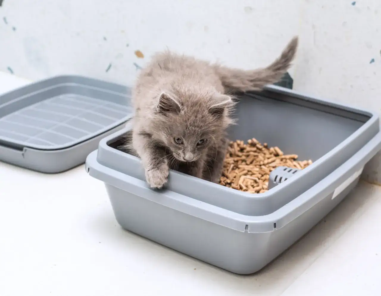 Jaki żwirek dla małego kotka - wybierz bezpieczny i komfortowy wybór