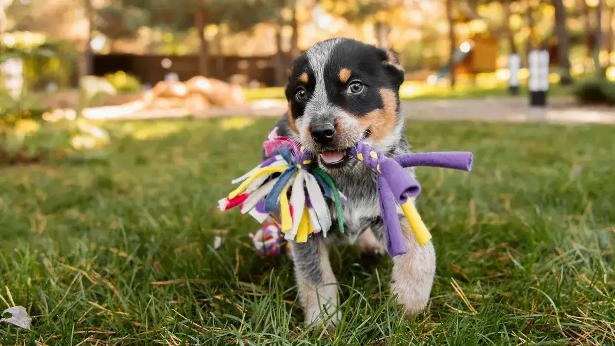 Trenuj szczeniaka: Kompleksowy poradnik dla początkujących!