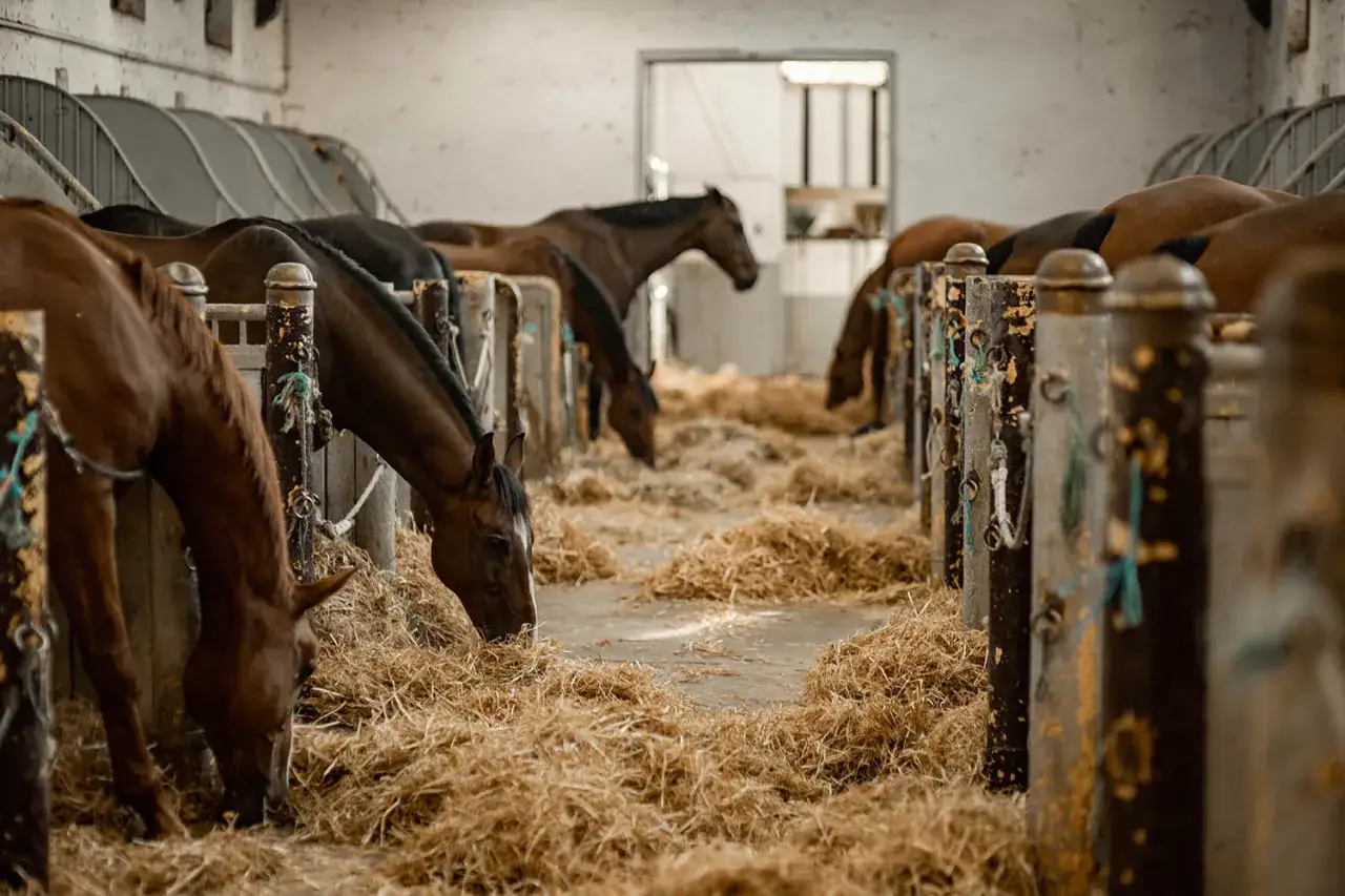 Najlepsze stadniny koni w Toruniu - usługi, lekcje i opinie