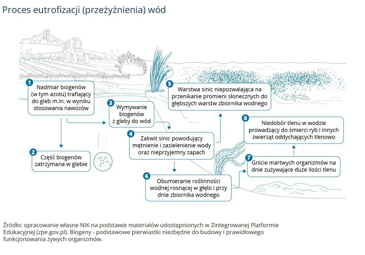 Schemat wyjaśnia, eutrofizacja co to: nadmiar biogenów z nawozów prowadzi do zakwitu sinic, obumierania roślin, niedoboru tlenu i śmierci ryb.