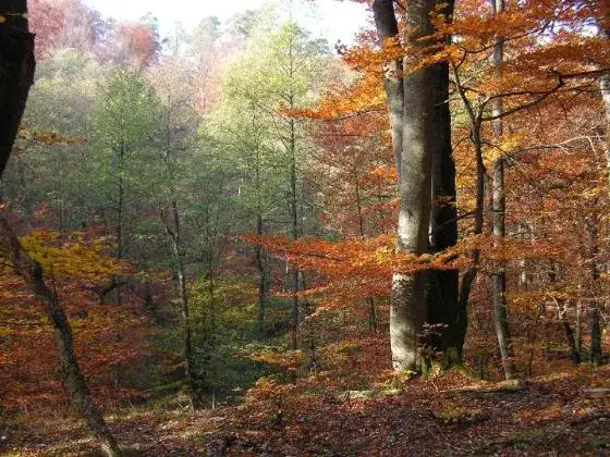 Opisz dowolny rezerwat przyrody: fascynujące przykłady i ich znaczenie